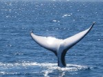 whale_1