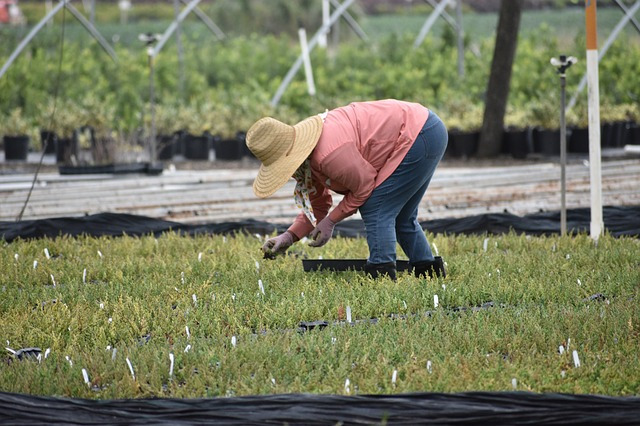 Woman wearing hat working in plant nursery in a bent over position